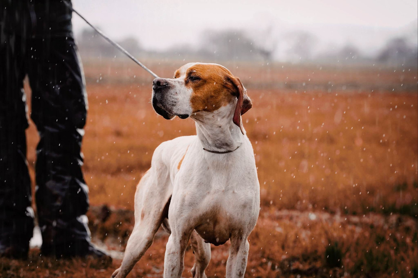 Publication : De la louviere en champagne Auteur : R.C.
