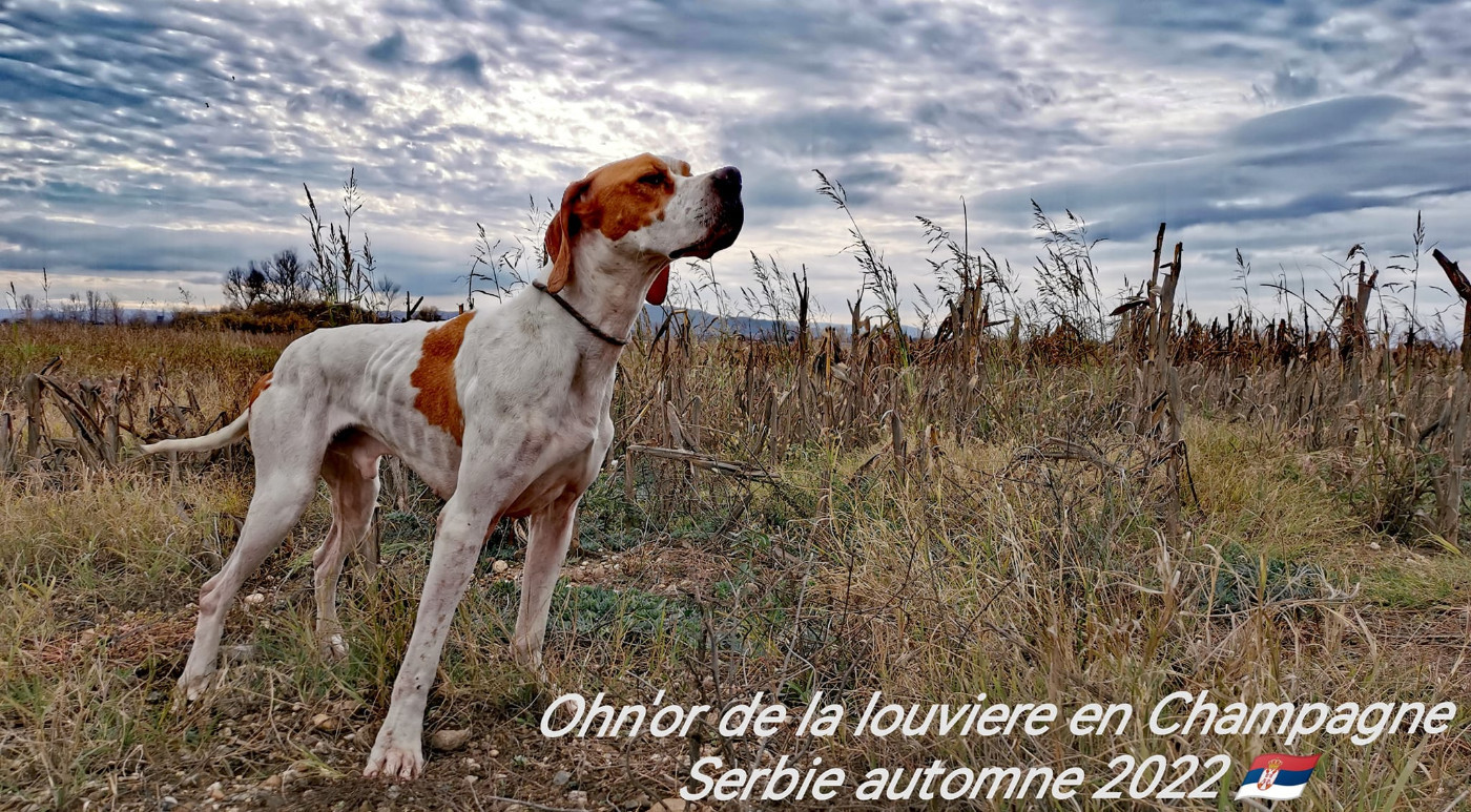 Publication : De la louviere en champagne Auteur : R.C.