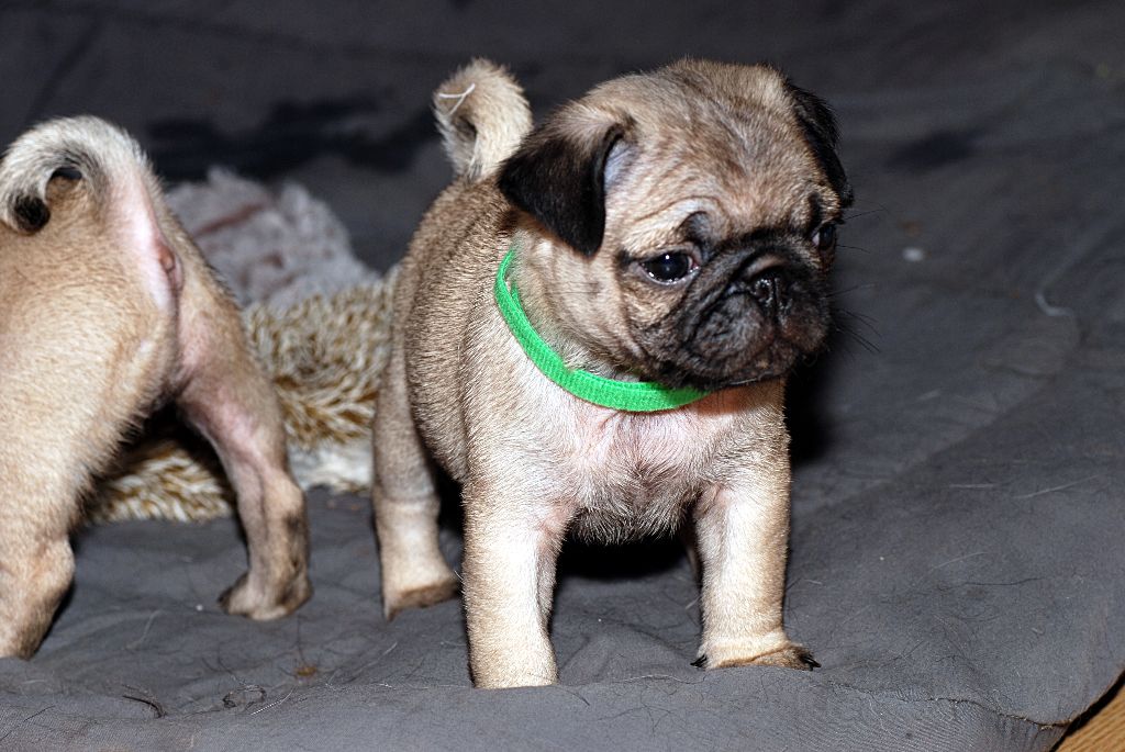 Chiot Elevage De Thiam Eleveur De Chiens Carlin