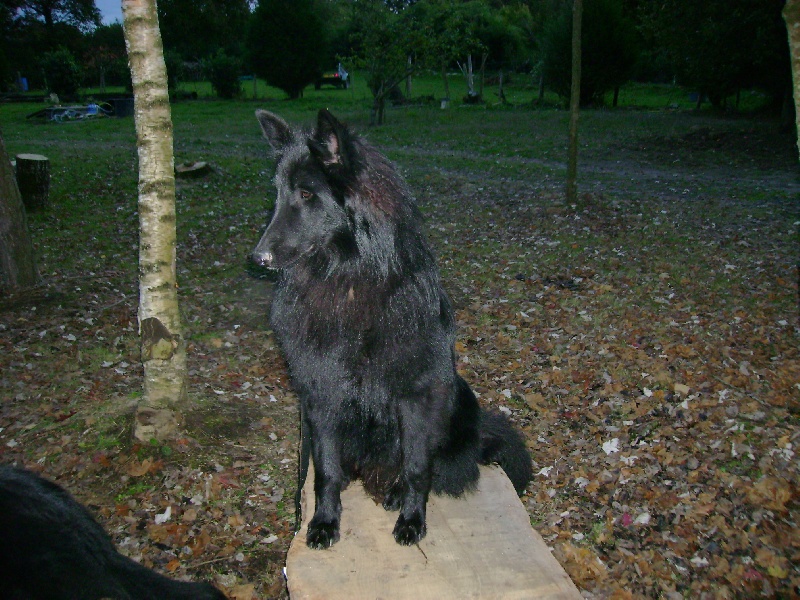 Diamond black du pré de l'aubois