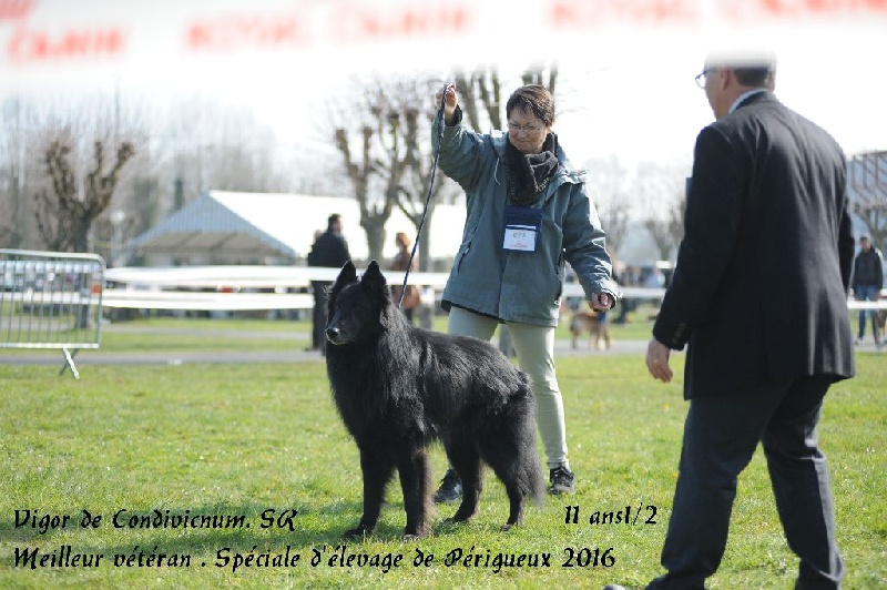 Vigor De condivicnum - Meilleur vétéran 1er excellent
