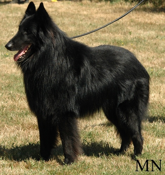 Vigor De condivicnum - 2ème excellent + +classe ouverte mâle