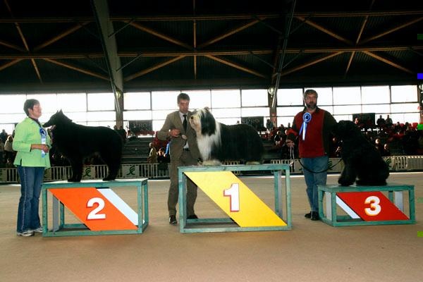 Vigor De condivicnum - Meilleur de race. CACIB+CACS