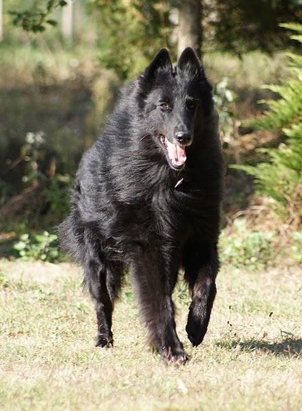 Vigor De condivicnum - 1er excellent CACS de Championnat de France
