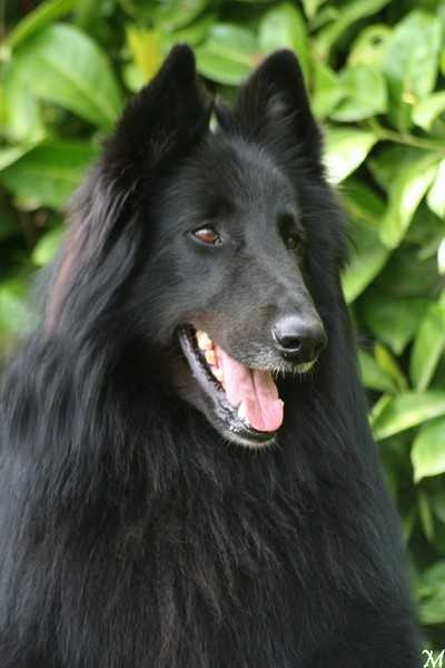 Vigor De condivicnum - 1er excellent classe ouverte mâle