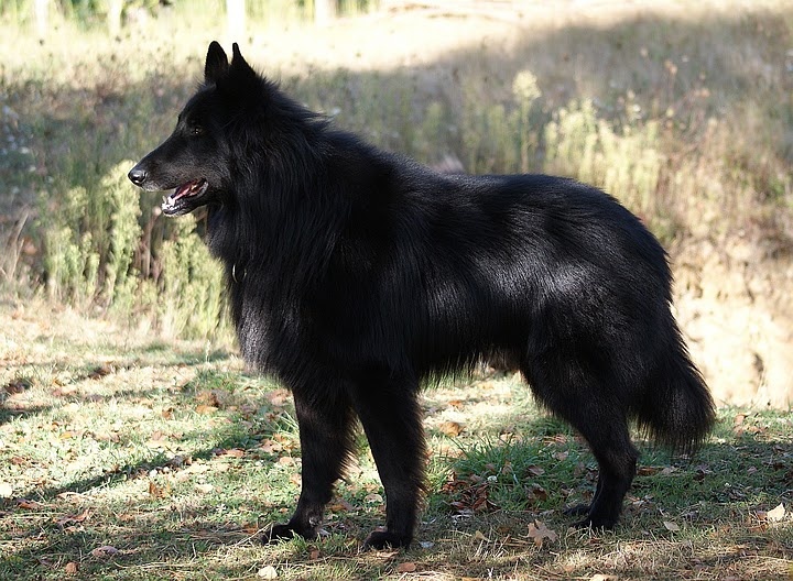 Vigor De condivicnum - Meilleur de race CACS 1er excellent classe ouverte mâle