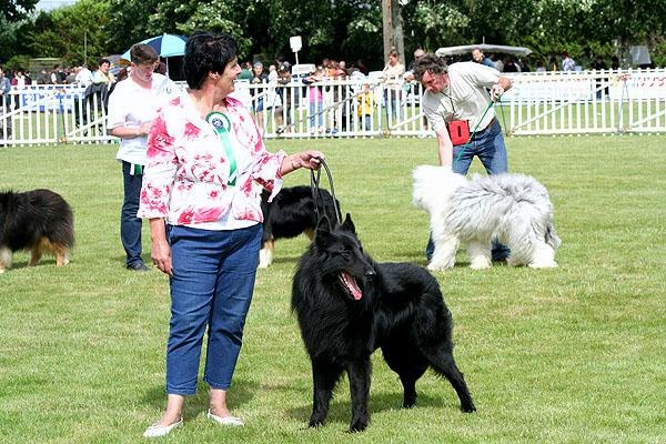 Vigor De condivicnum - Meilleur de race CACS 1er excellent
