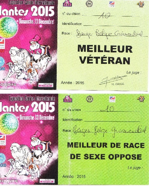 Vigor De condivicnum - Meilleur vétéran et meilleur mâle groenendael .