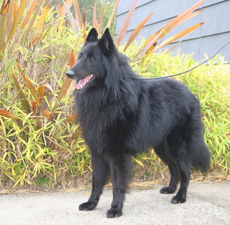 Vigor De condivicnum - CACIB+CACS