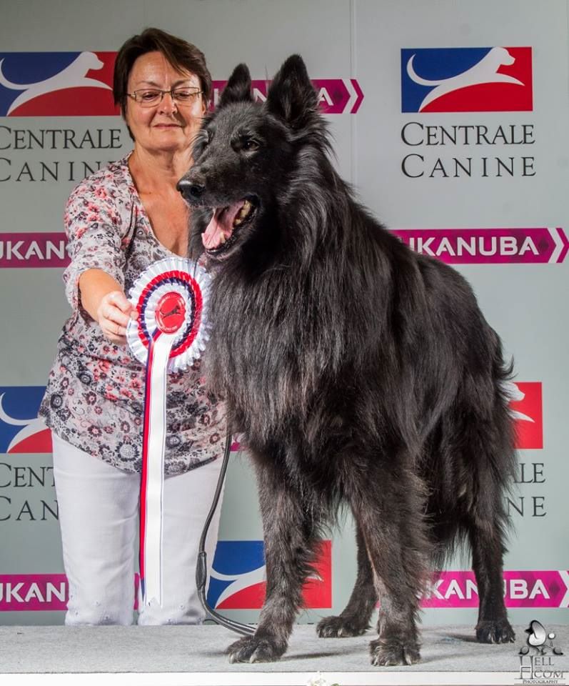 Vigor De condivicnum - 1er excellent classe vétéran mâle