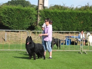 Vigor De condivicnum - CACS 1er excellent classe ouverte mâle