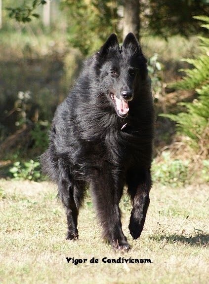 Vigor De condivicnum - 2 ème excellent classe ouverte mâle !