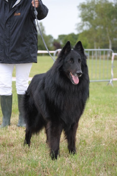 Vigor De condivicnum - 1er excellent Meilleur Vétéran Groenendael