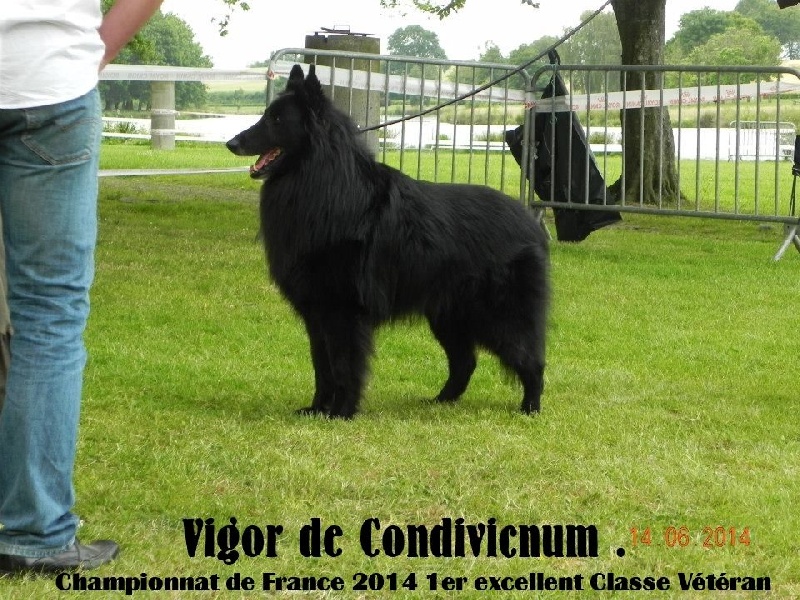 Vigor De condivicnum - Meilleur Vétéran mâle 1er excellent