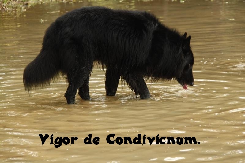 Vigor De condivicnum - Meilleur de race.