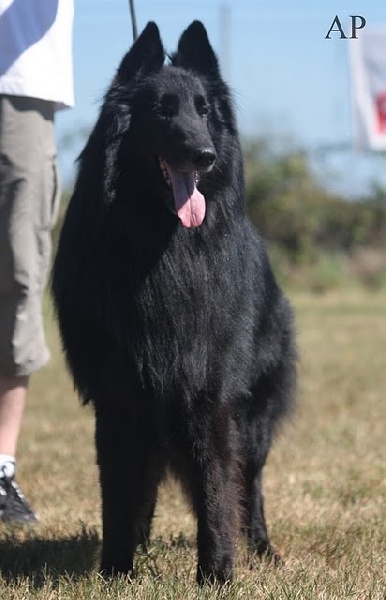 Vigor De condivicnum - CACIB+CACS 1er excellent classe ouverte mâle