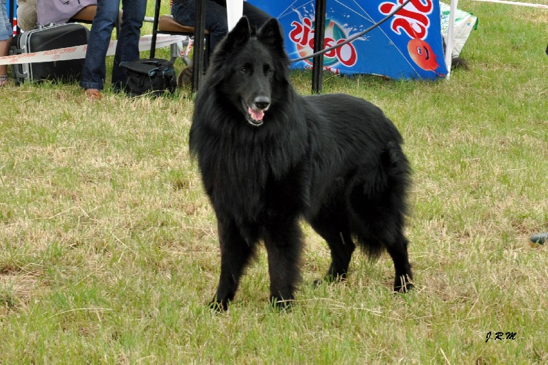 Vigor De condivicnum - RCACS 2ème excellent classe ouverte mâle