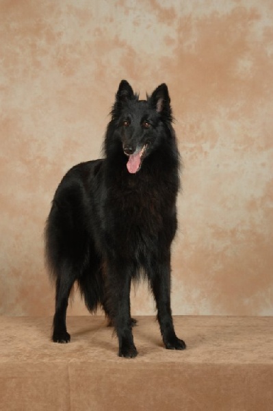 Star du pré de l'aubois - er excellente CACIB+CACS