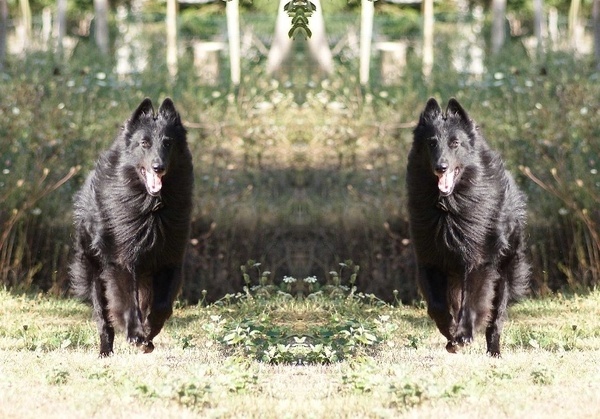 Vigor De condivicnum - Meilleur de race CACS 1er excellent classe adulte mâle