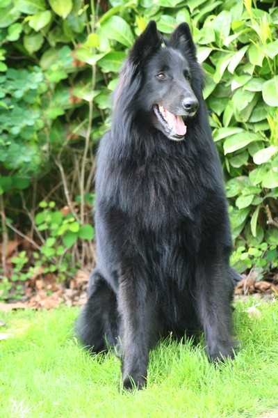 Vigor De condivicnum - Meilleur de race. CACS 1er excellent