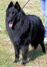 Vigor De condivicnum - 4ème excellent classe ouverte mâle