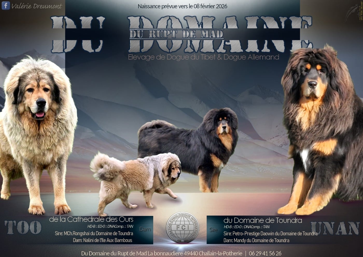 Dogue du Tibet - du domaine du rupt de mad