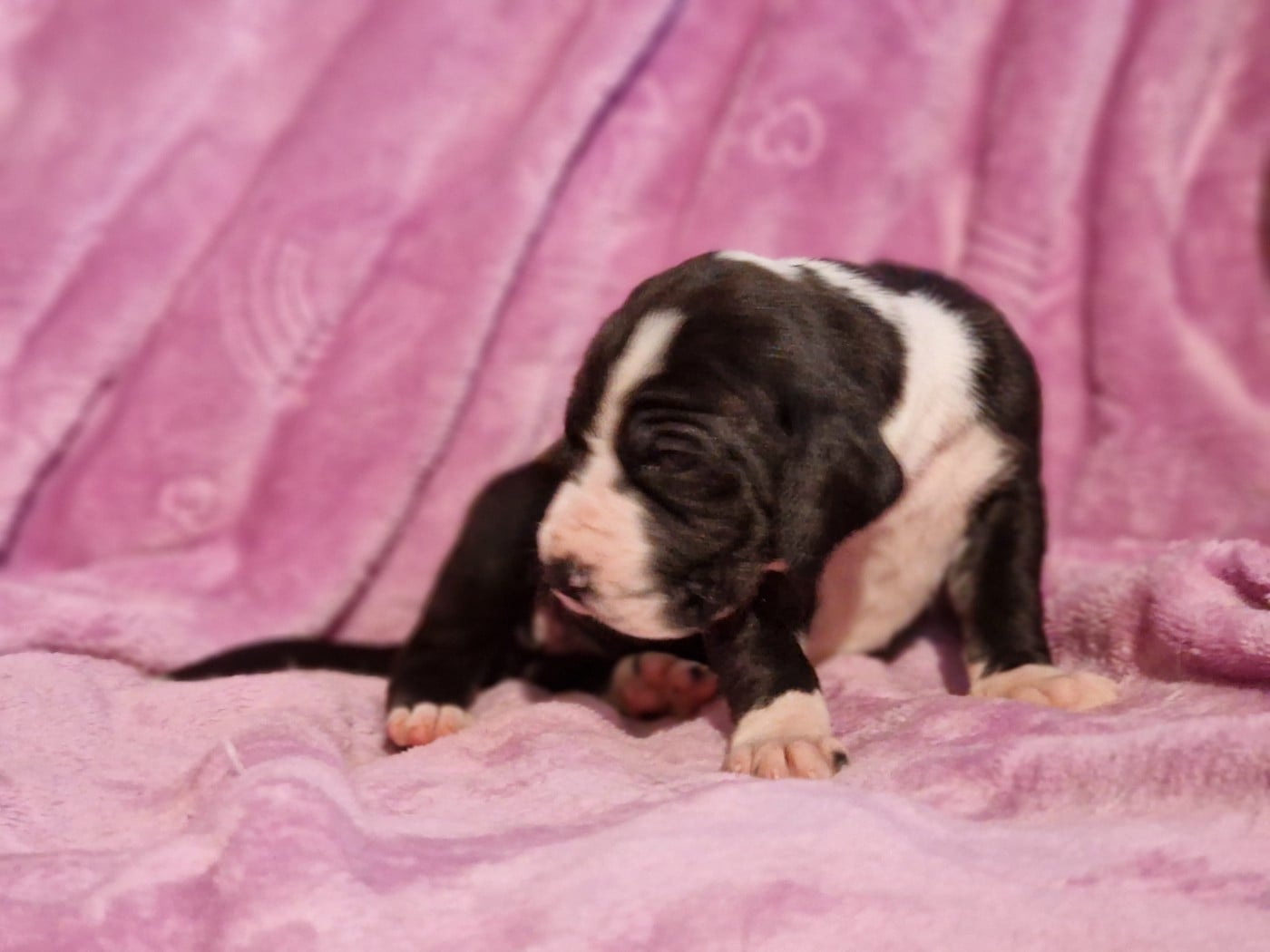 Dogue allemand - du domaine du rupt de mad