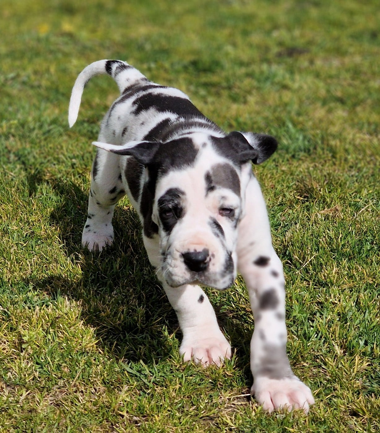 Dogue allemand - du domaine du rupt de mad