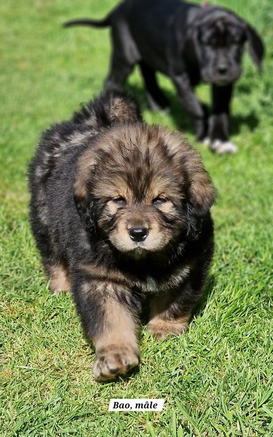 Bao, Mâle collier noir - Dogue du Tibet