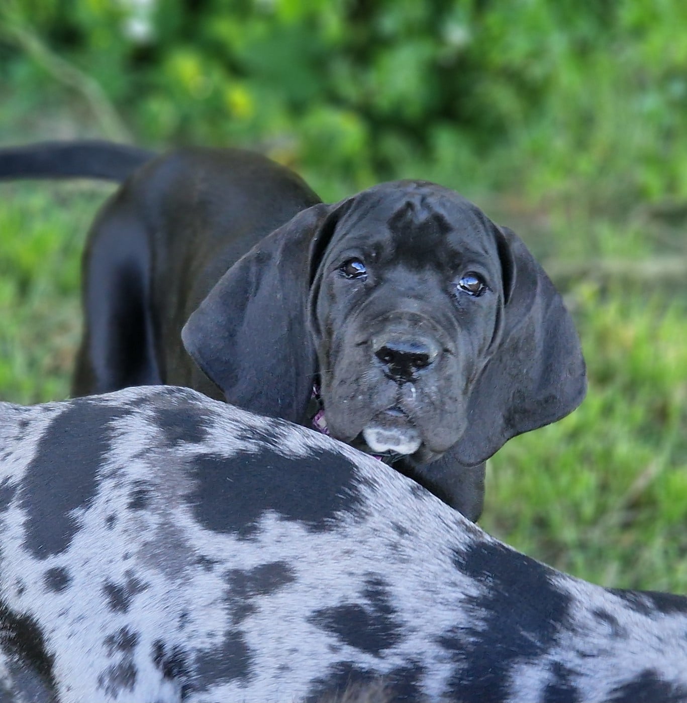 Dogue allemand - du domaine du rupt de mad