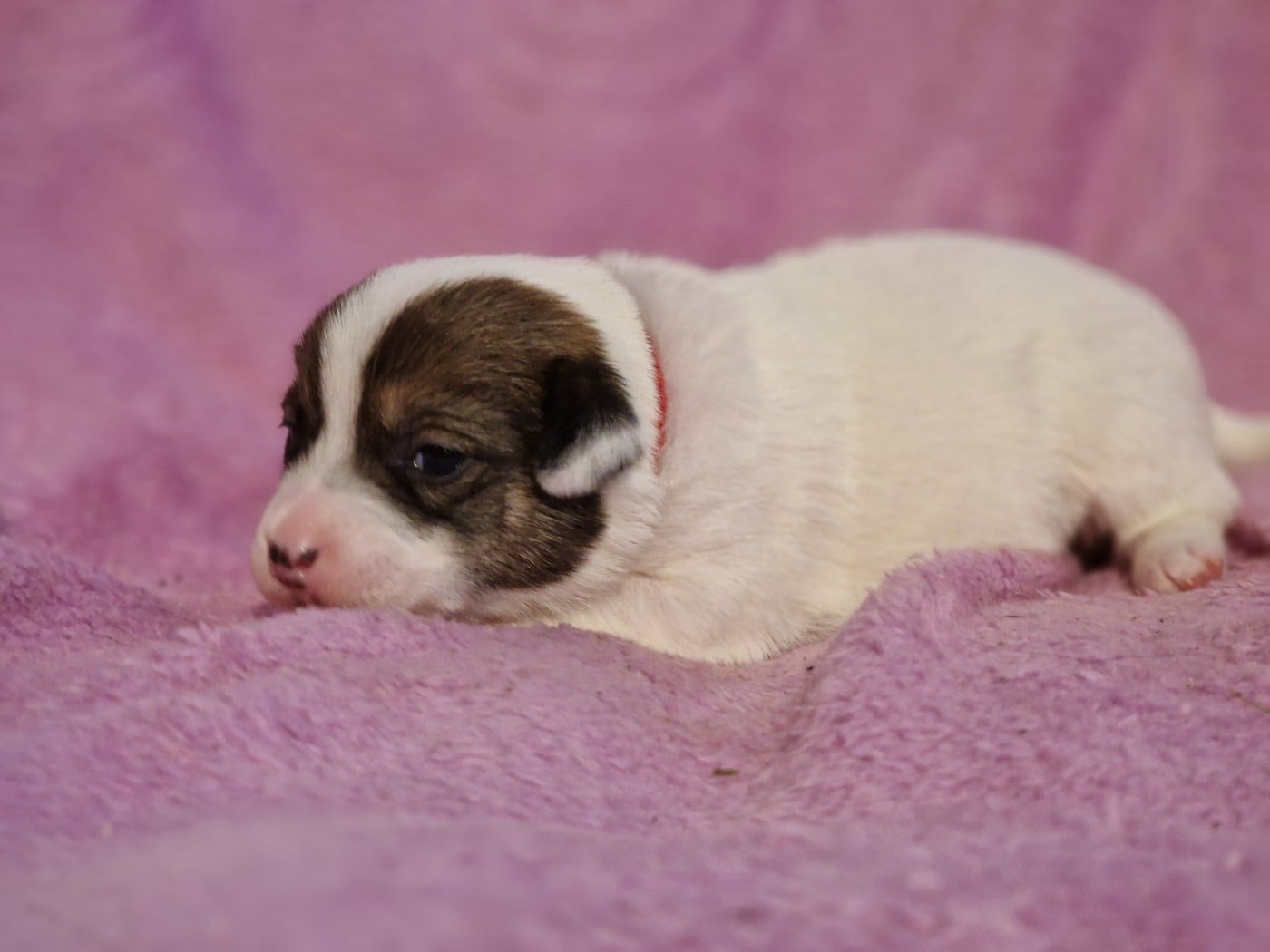 Jack Russell Terrier - du domaine du rupt de mad