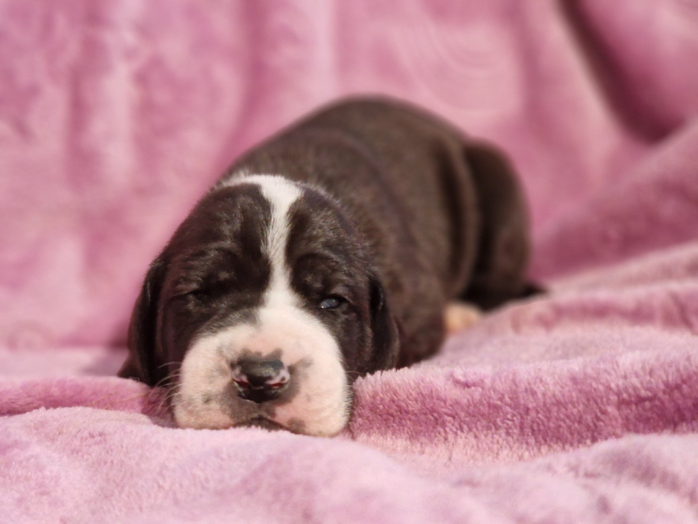 CHIOT 4
