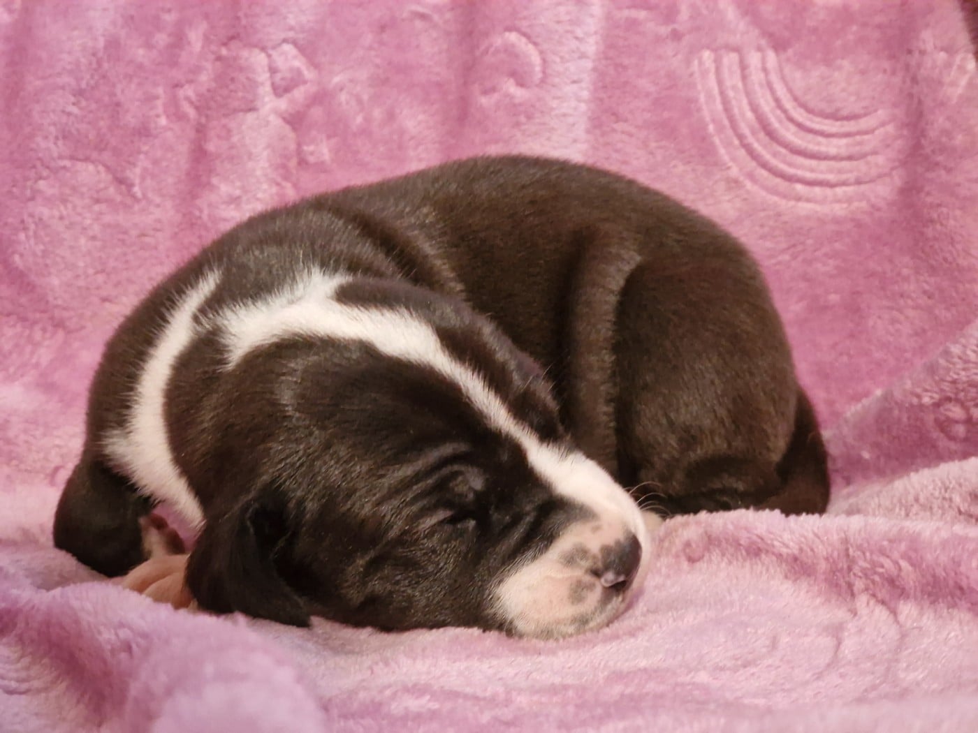 CHIOT 4