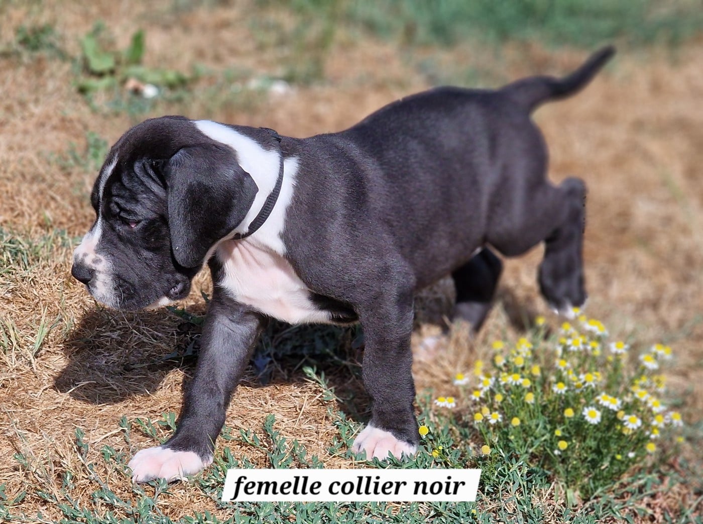 Dogue allemand - du domaine du rupt de mad