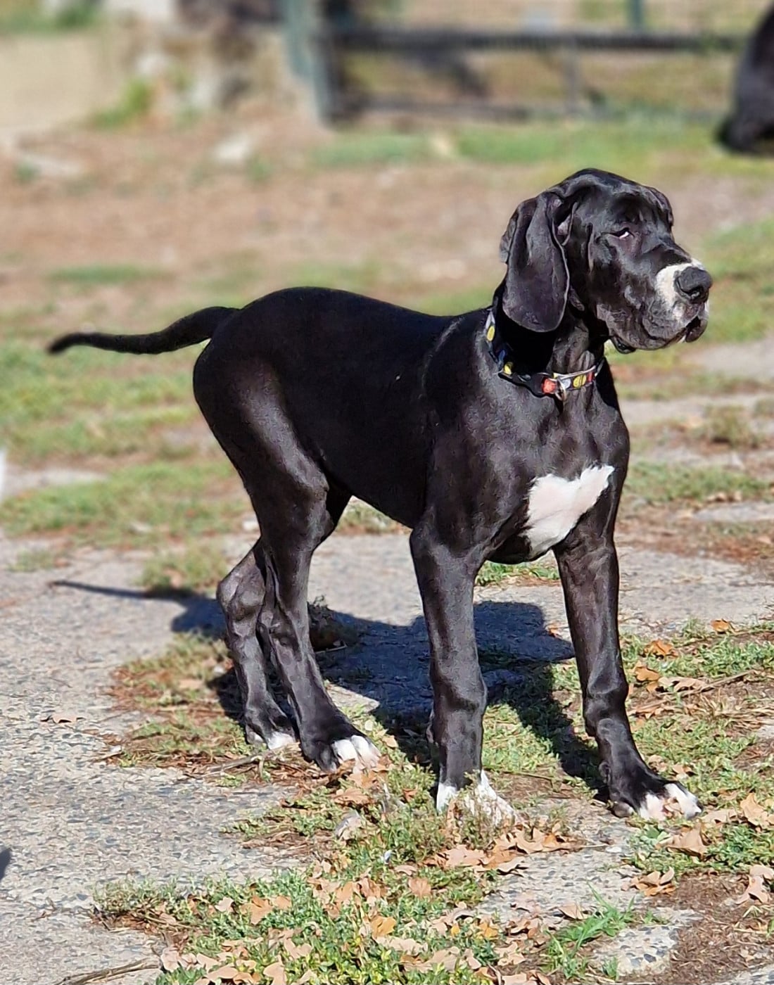Dogue allemand - du domaine du rupt de mad