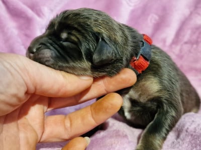 Les chiots de Dogue du Tibet