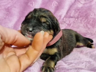 Les chiots de Dogue du Tibet