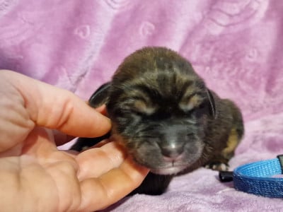 Les chiots de Dogue du Tibet
