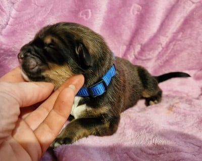 Les chiots de Dogue du Tibet
