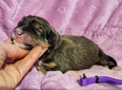 Les chiots de Dogue du Tibet