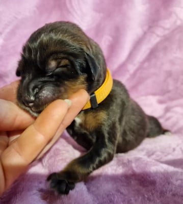 Les chiots de Dogue du Tibet