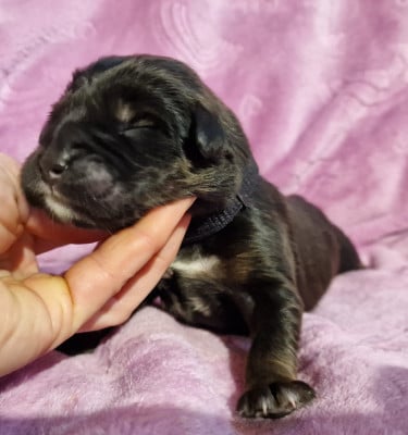 Les chiots de Dogue du Tibet
