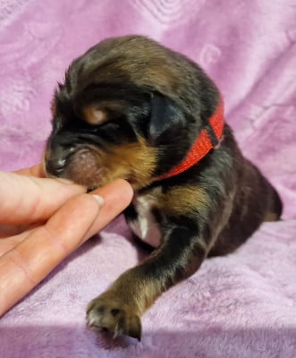 Les chiots de Dogue du Tibet