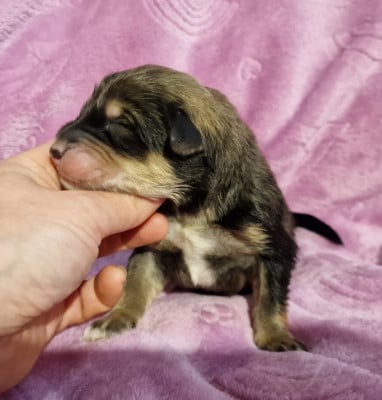 Les chiots de Dogue du Tibet