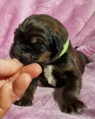 Les chiots de Dogue du Tibet