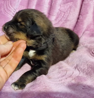 Les chiots de Dogue du Tibet