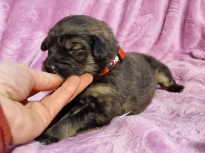 Les chiots de Dogue du Tibet