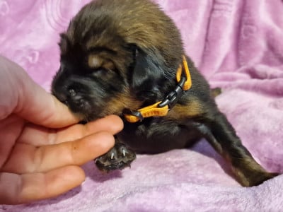 Les chiots de Dogue du Tibet