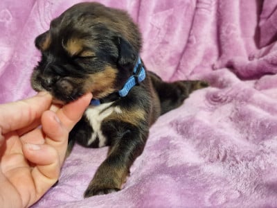 Les chiots de Dogue du Tibet