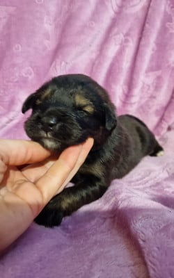 Les chiots de Dogue du Tibet